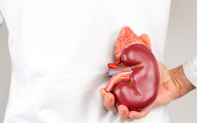 Does Your Diet Protect or Damage Your Kidneys?